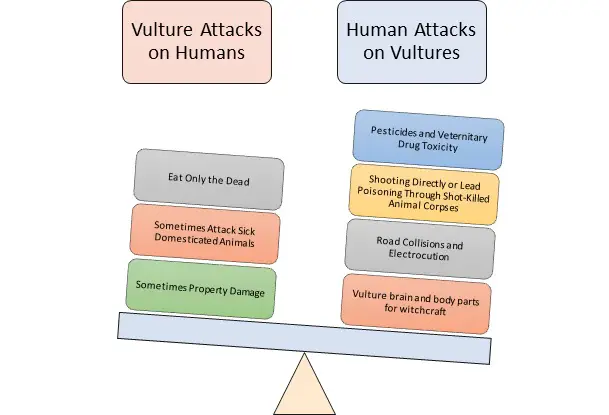 Do Vultures Attack Humans