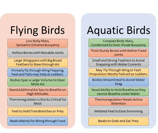 Can birds swim?