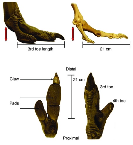 Ostrich foot 