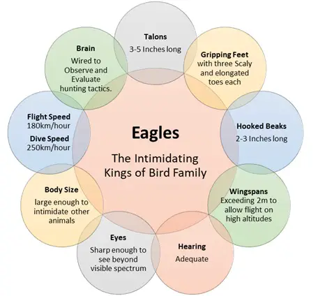 Are Eagles Dangerous?