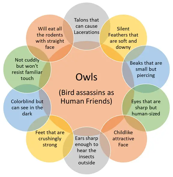Will Owls Attack Humans?