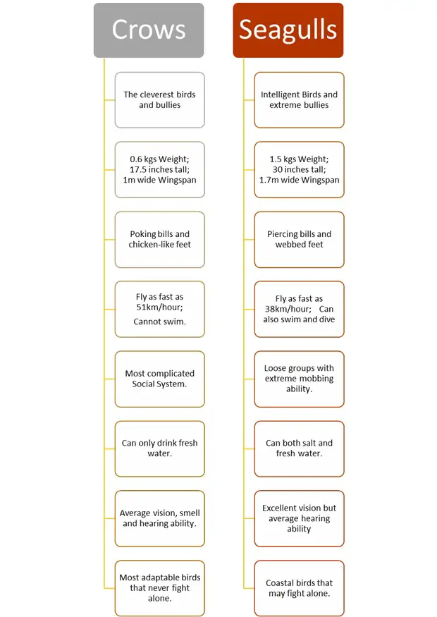 Can a Crow Kill a Seagull?