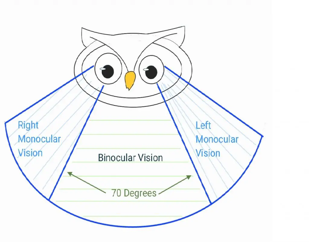 Can Owls See In The Day? (A Very InDepth Article!)