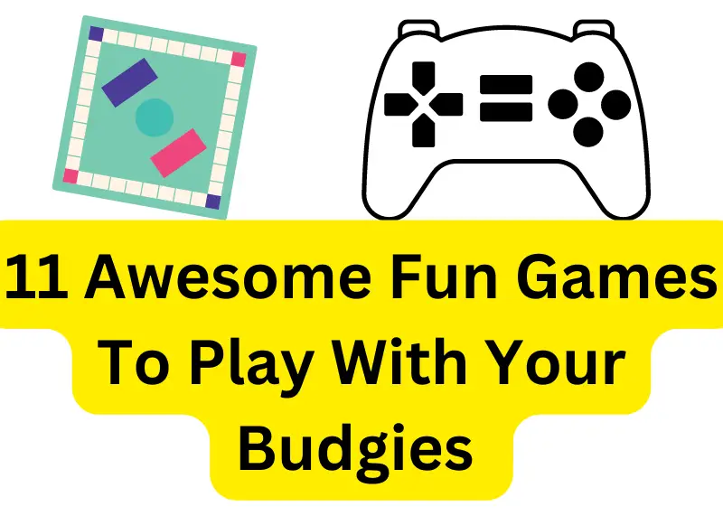 11-awesome-fun-games-to-play-with-your-budgies-they-ll-love